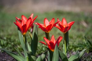 Tulip Greigii - Scarlet Baby